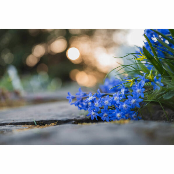 Nikon Z 50mm F2.8 Macro - Afbeelding 4